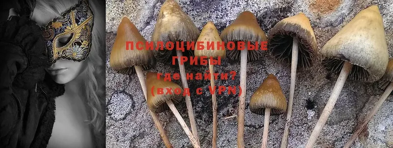 Псилоцибиновые грибы Psilocybe  ссылка на мегу рабочий сайт  Абаза 